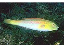Bluelip Parrotfish - Parrotfish (<i>Cryptotomus roseus</i>)