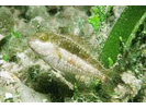 Bucktooth Parrotfish - Parrotfish<br>(<i>Sparisoma radians</i>)