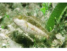 Bucktooth Parrotfish - Parrotfish (<i>Sparisoma radians</i>)