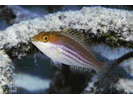 Greenblotch Parrotfish - Parrotfish<br>(<i>Sparisoma atomarium</i>)