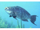 Midnight Parrotfish - Parrotfish (<i>Scarus coelestinus</i>)