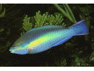 Princess Parrotfish - Parrotfish<br>(<i>Scarus taeniopterus</i>)