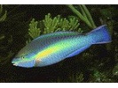 Princess Parrotfish - Parrotfish (<i>Scarus taeniopterus</i>)