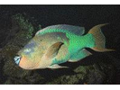 Rainbow Parrotfish - Parrotfish (<i>Scarus guacamaia</i>)