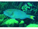 Yellowtail (Redfin) Parrotfish - Parrotfish (<i>Sparisoma rubripinne</i>)