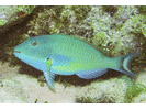 Redtail Parrotfish - Parrotfish (<i>Sparisoma chrysopterum</i>)