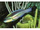 Striped Parrotfish - Parrotfish<br>(<i>Scarus iseri</i>)