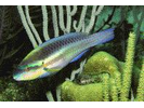 Striped Parrotfish - Parrotfish (<i>Scarus iseri</i>)