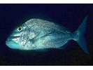 Jolthead Porgy - Porgy<br>(<i>Calamus bajonado</i>)