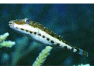 Bandtail Puffer - Puffer<br>(<i>Sphoeroides spengleri</i>)