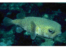 Porcupinefish - Porcupinefish (<i>Diodon hystrix</i>)