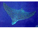 Spotted Eagle Ray - Eagle Ray (<i>Aetobatus narinari</i>)