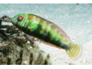 Green Razorfish - Wrasse<br>(<i>Xyrichtys splendens</i>)