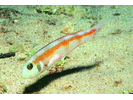 Rosy Razorfish - Wrasse<br>(<i>Xyrichtys martinicensis</i>)