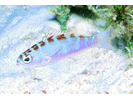Chalk Bass - Seabass<br>(<i>Serranus tortugarum</i>)