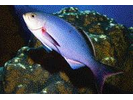 Creolefish (Atlantic) - Seabass<br>(<i>Paranthias furcifer</i>)