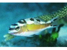 Tobaccofish - Seabass (<i>Serranus tabacarius</i>)