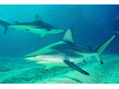 Blacktip Shark - Requiem Shark (<i>Carcharhinus limbatus</i>)