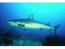 Reef Shark (Caribbean) - Requiem Shark (<i>Carcharhinus perezii</i>)