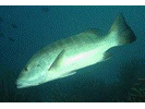 Cubera Snapper - Snapper<br>(<i>Lutjanus cyanopterus</i>)