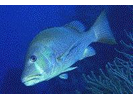 Dog Snapper - Snapper<br>(<i>Lutjanus jocu</i>)