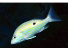 Lane Snapper - Snapper (<i>Lutjanus synagris</i>)