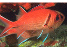 Blackbar Soldierfish - Squirrelfish (<i>Myripristis jacobus</i>)