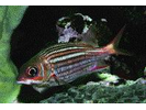 Dusky Squirrelfish - Squirrelfish<br>(<i>Sargocentron vexillarium</i>)