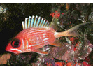 Longspine Squirrelfish - Squirrelfish (<i>Holocentrus rufus</i>)