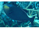 Black Durgon - Triggerfish (<i>Melichthys niger</i>)