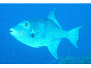 Ocean Triggerfish - Triggerfish (<i>Canthidermis sufflamen</i>)