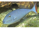 Sargassum Triggerfish - Triggerfish<br>(<i>Xanthichthys ringens</i>)