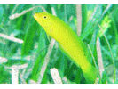 Blackear Wrasse - Wrasse<br>(<i>Halichoeres poeyi</i>)