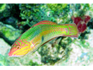 Clown Wrasse - Wrasse (<i>Halichoeres maculipinna</i>)