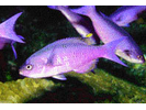 Creole Wrasse - Wrasse<br>(<i>Clepticus parrae</i>)