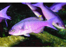 Creole Wrasse - Wrasse (<i>Clepticus parrae</i>)