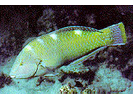 Puddingwife - Wrasse<br>(<i>Halichoeres radiatus</i>)