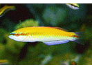 Rainbow Wrasse - Wrasse (<i>Halichoeres pictus</i>)