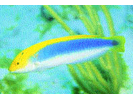 Yellowcheek Wrasse - Wrasse (<i>Halichoeres cyanocephalus</i>)