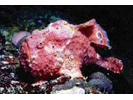 Longlure Frogfish - Frogfish<br>(<i>Antennarius multiocellatus</i>)