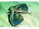 Flying Gurnard - Flying Gurnard<br>(<i>Dactylopterus volitans</i>)