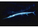 Houndfish - Needlefish<br>(<i>Tylosurus crocodilus crocodilus</i>)