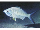 Yellowfin Mojarra - Mojarra (<i>Gerres cinereus</i>)