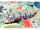 Sand Diver - Lizardfish<br>(<i>Synodus intermedius</i>)