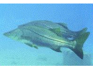 Common Snook - Snook (<i>Centropomus undecimalis</i>)