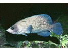 Greater Soapfish - Seabass (<i>Rypticus saponaceus</i>)