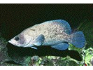 Greater Soapfish - Soapfishes<br>(<i>Rypticus saponaceus</i>)