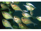 Glassy Sweeper - Sweeper (<i>Pempheris schomburgkii</i>)