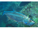 Tarpon - Tarpon (<i>Megalops atlanticus</i>)