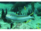 Sand Tilefish - Tilefish<br>(<i>Malacanthus plumieri</i>)
